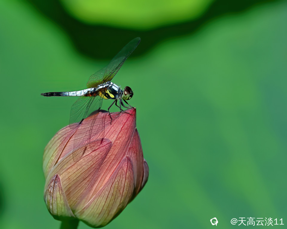 5D2A0140-DeNoiseAI-clear.jpg