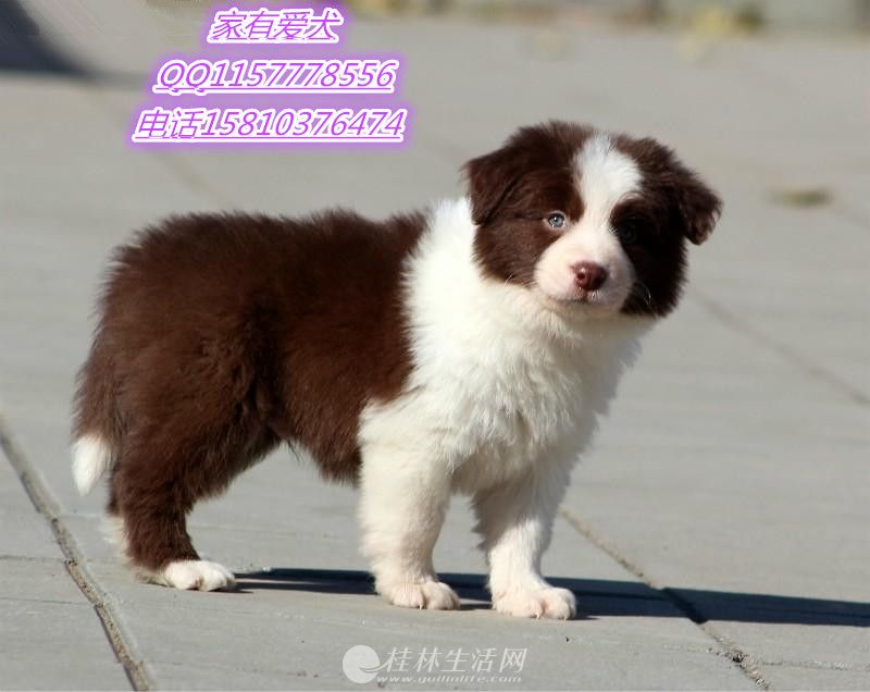 ��Ʒ������CKU��֤��������֤,Ѫͳ��֤,������֤