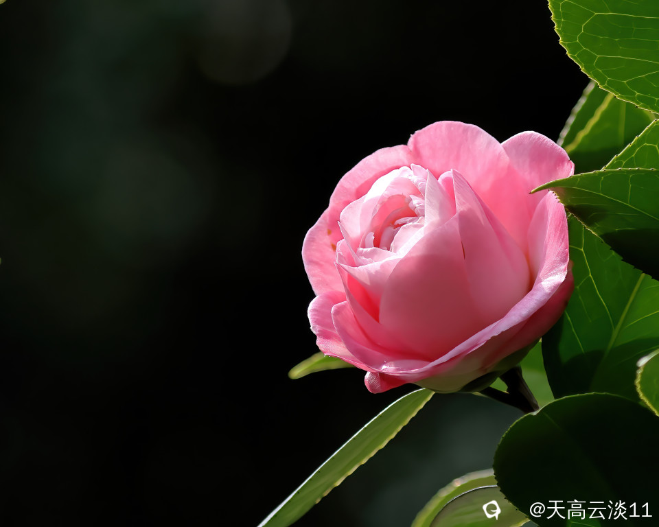 5D2A2580-DeNoiseAI-denoise.jpg