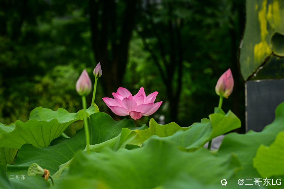 一年一度荷花季 (20).jpg