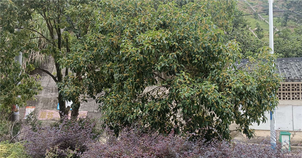 瑶山桂树板路多，国庆佳节桂花香