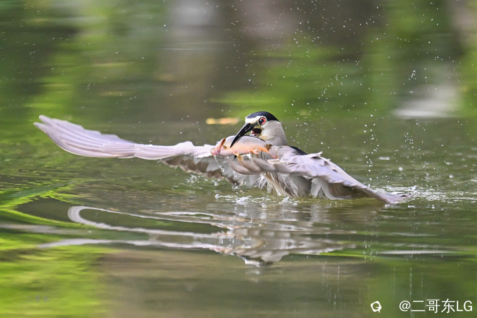 夜鹭捕鱼 (8).jpg