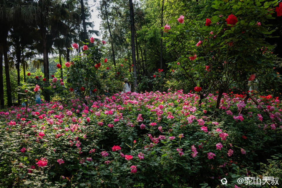 DSC07037-0.jpg