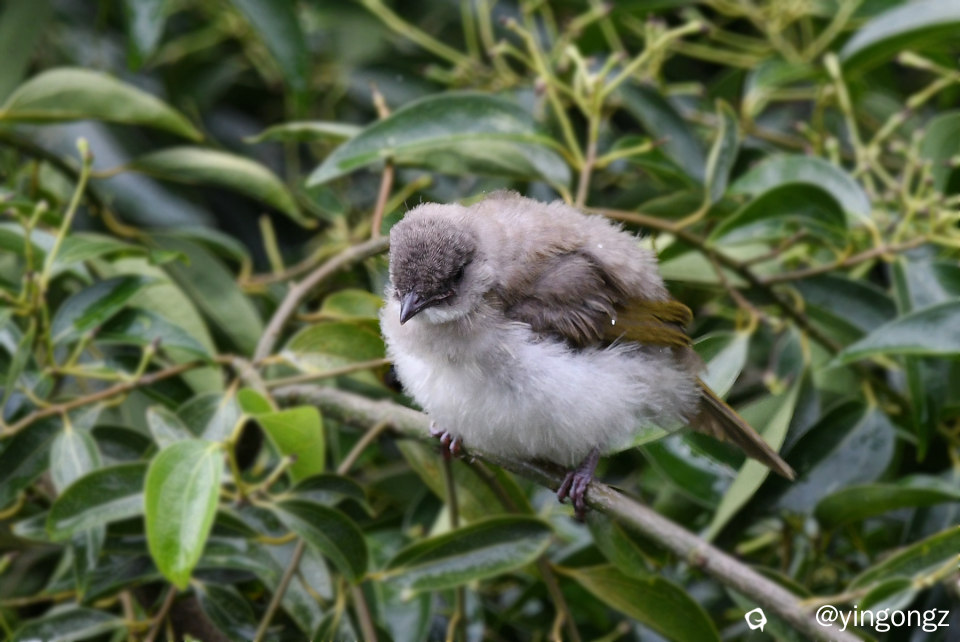 DSC_9524_副本.jpg