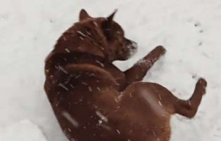 快乐溢出屏幕！广西的狗狗第一次看到雪，在雪地里撒欢打滚。广西网友：小狗都玩上雪了，我还没摸过雪