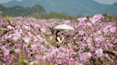 高尚江村的桃花开了
