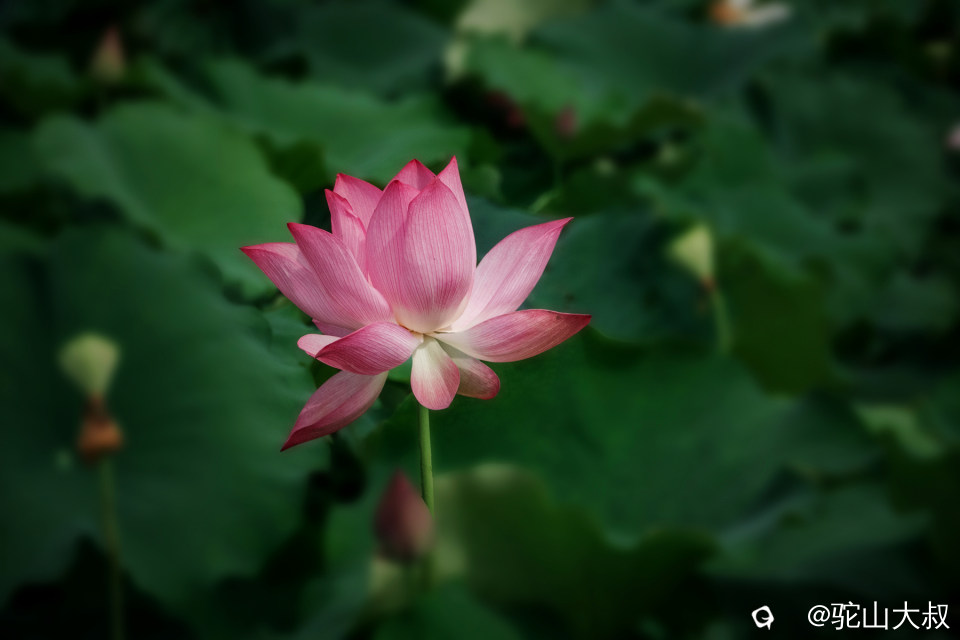 DSC04053-0.jpg