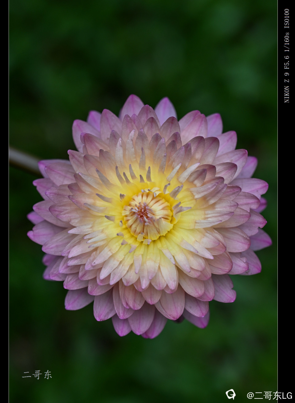 精品莲花 (0).jpg