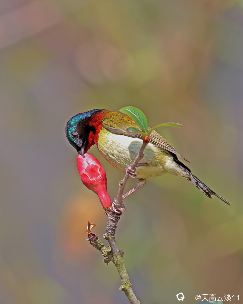 5D2A7537-DeNoiseAI-denoise.jpg