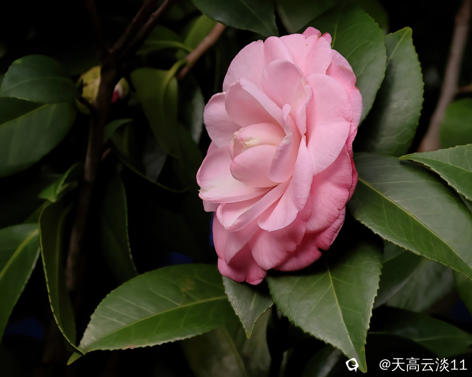 5D2A2564-DeNoiseAI-denoise.jpg