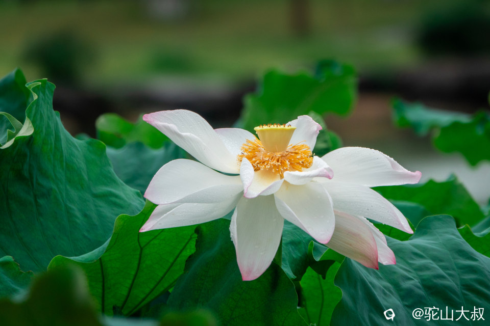 DSC04588-0.jpg