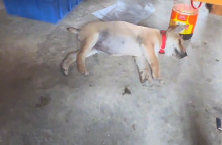 广西小土狗的入睡方式有点特别，网友：原来这套动作是在按关机键啊