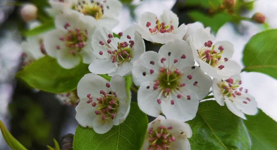 年初七，赏花日