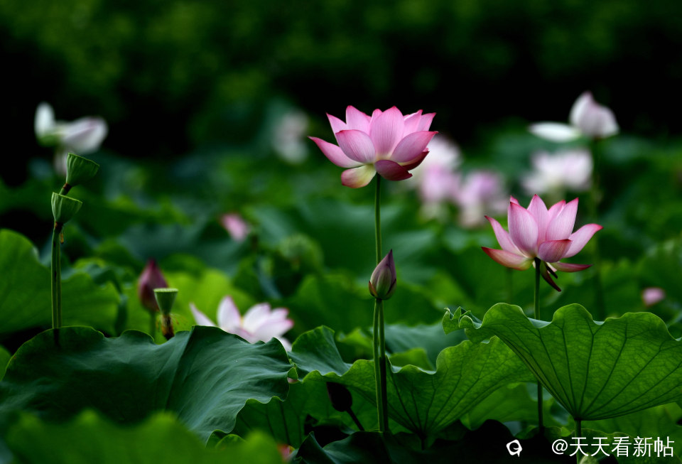 DSC_4615_副本.jpg