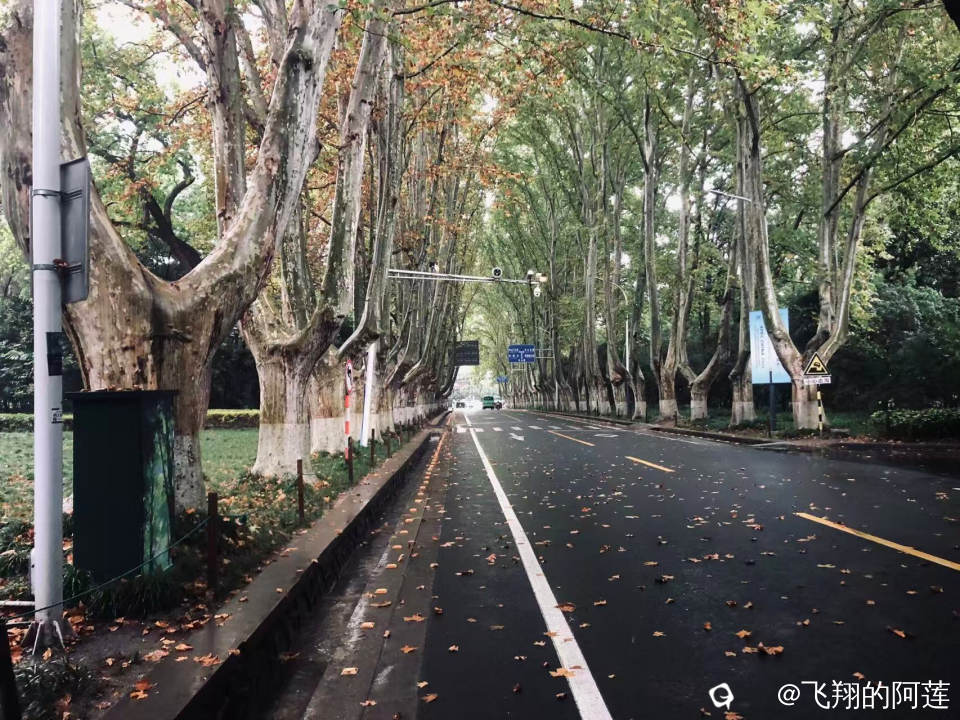 梧桐大道