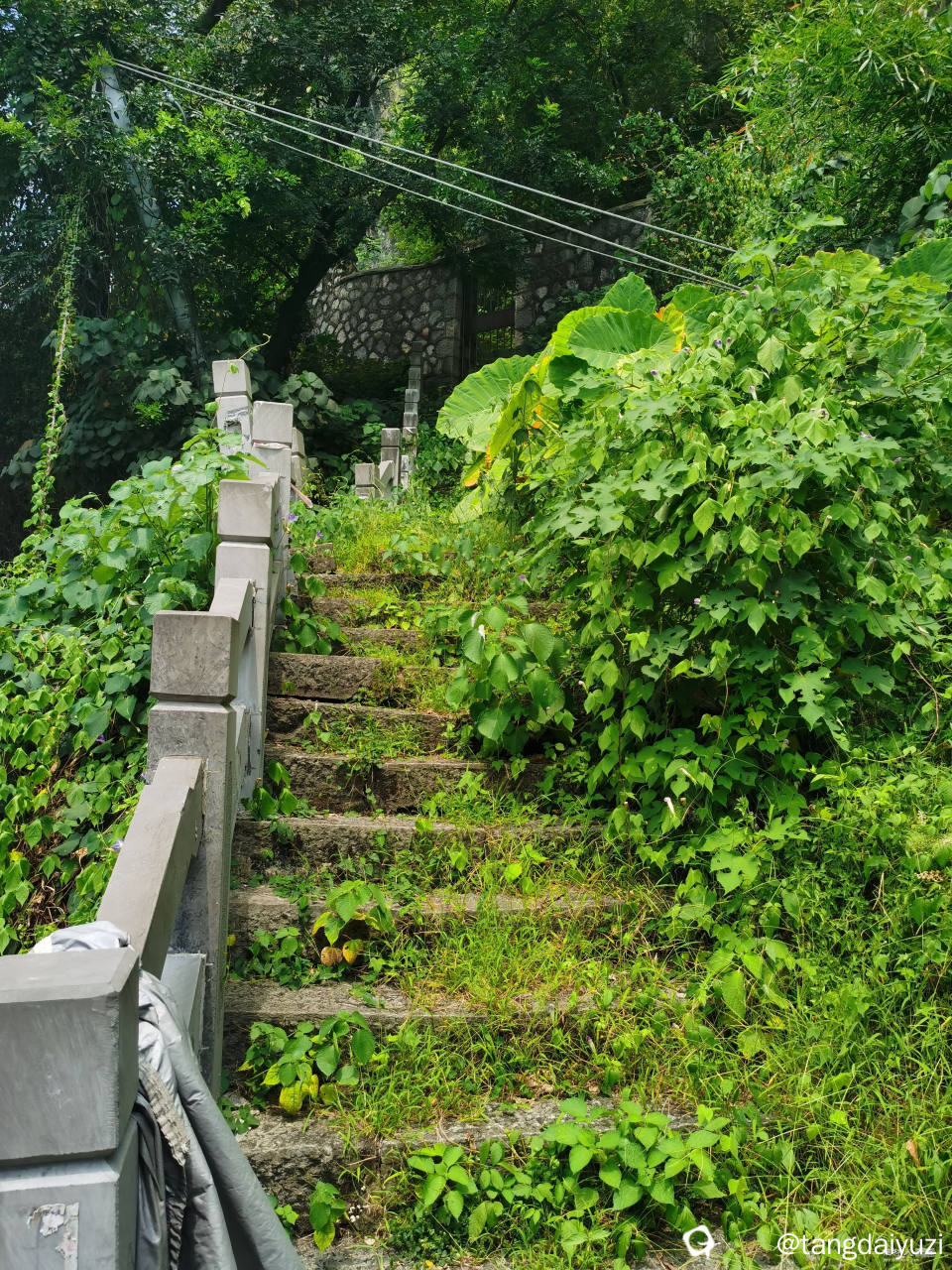 野草丛生