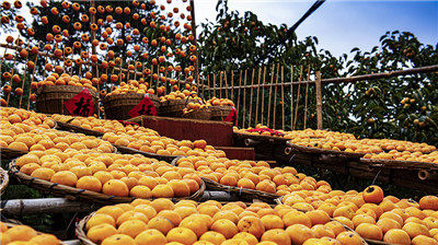 賞柿柿如意，又到了恭城最紅火的時節(jié)