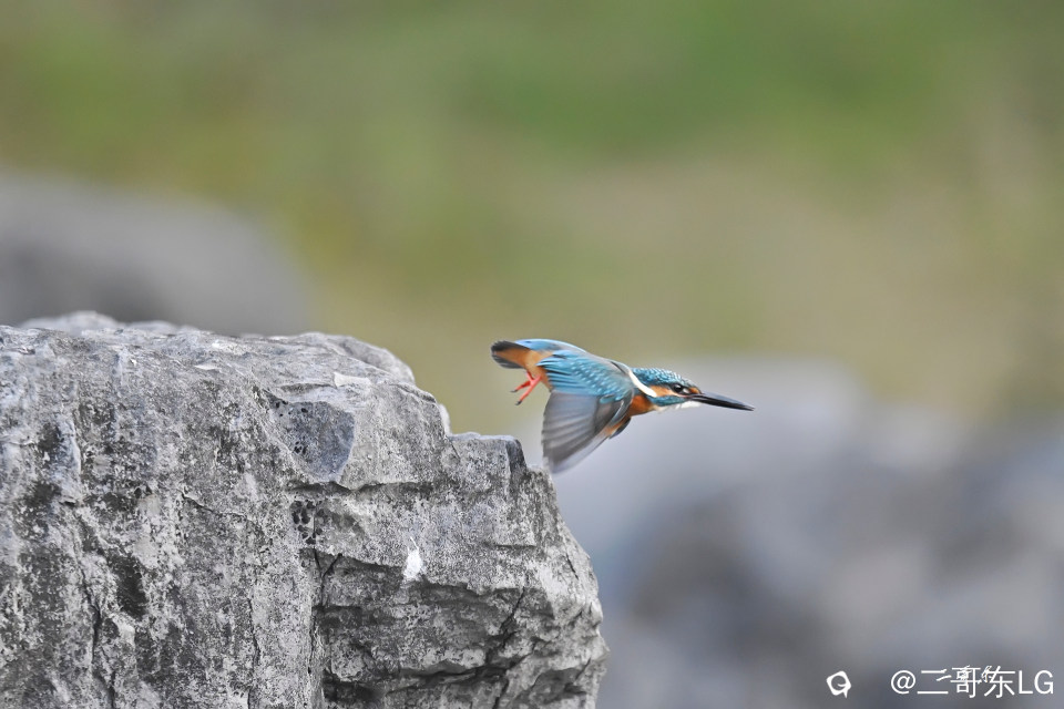 小翠起飞瞬间连拍 (9).jpg
