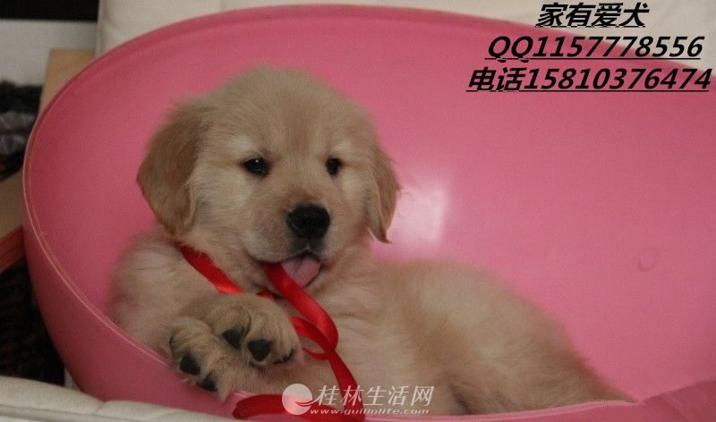 ���ֽ�ë��Ȯ�۸�   ��ë����Ǯ  ��ë�������ض���   ��ë��Ƭ