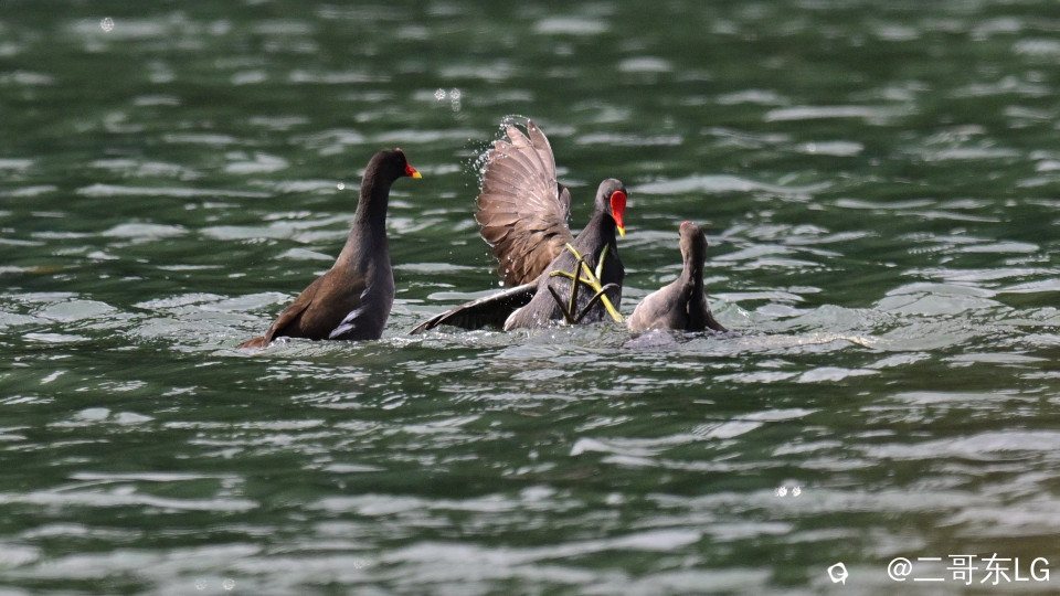 黑水鸡打架 (13).jpg