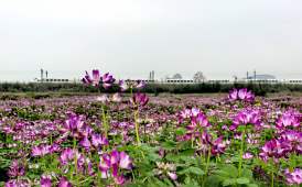 臨桂四塘田野紫云英