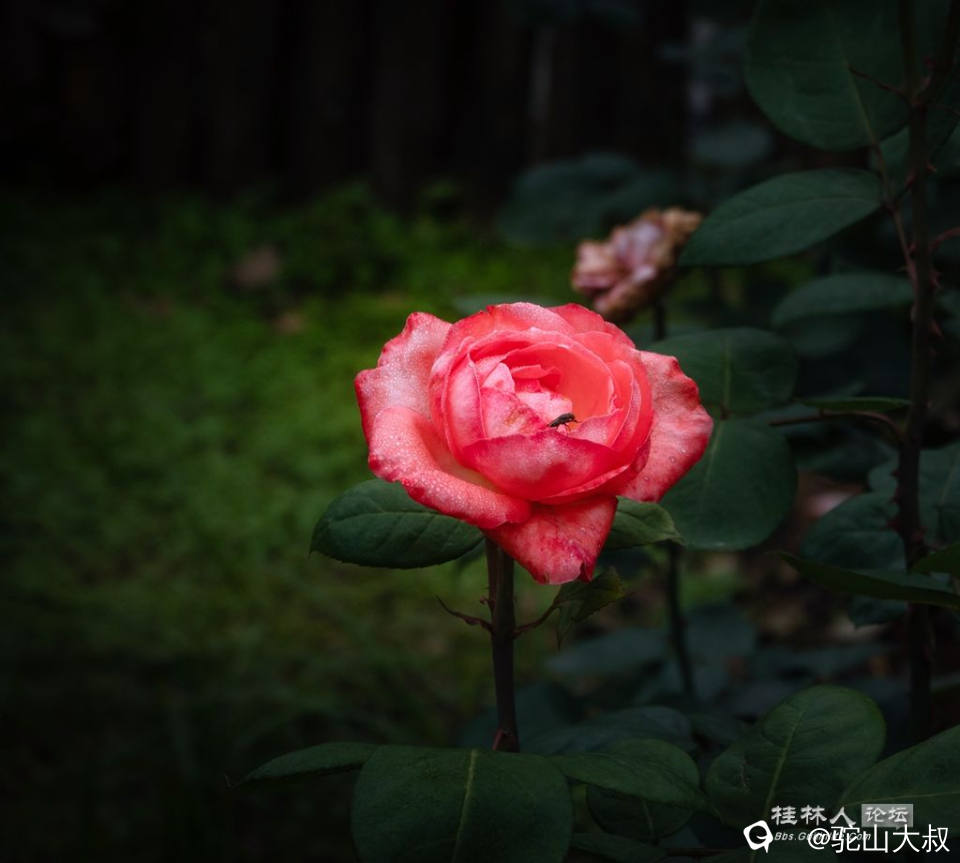 DSC06964-0 - 副本.jpg