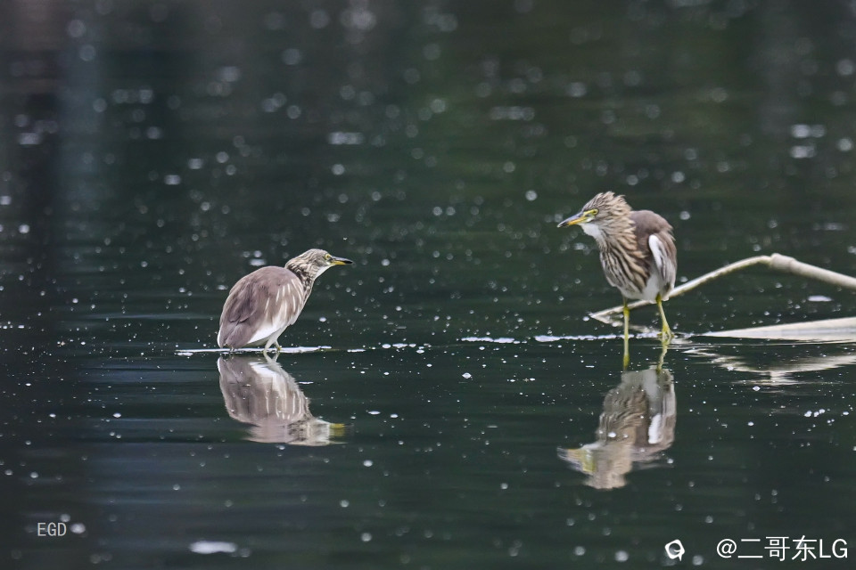 你瞅啥瞅你咋地 (1).jpg