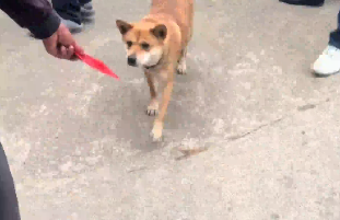 全網(wǎng)最有地位的一只 廣西狗子家庭地位高到過(guò)年都有紅包領(lǐng) 網(wǎng)友：他救過(guò)小主人的命