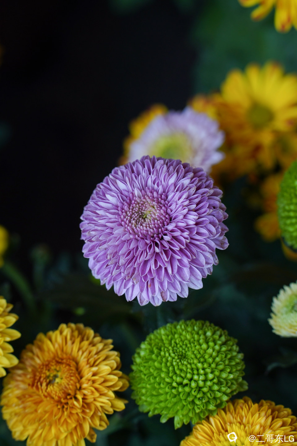 南方第三届花卉苗木交易会 (27).jpg