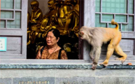 祝圣寺遇猴哥（手机片）