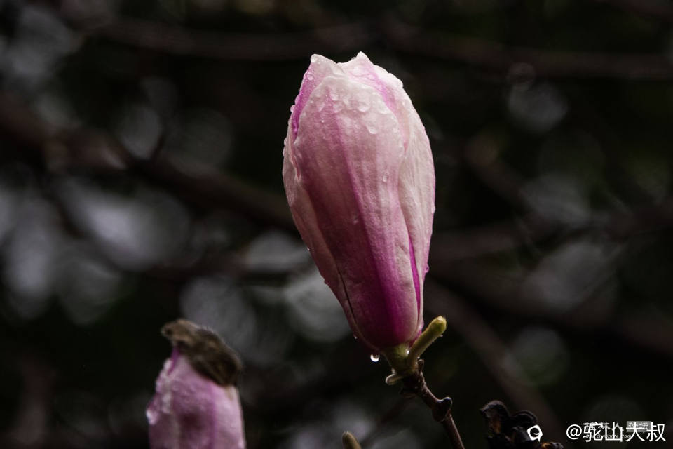 DSC05505-0.jpg