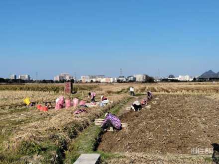 四塘马蹄，感受冬日丰收的过程