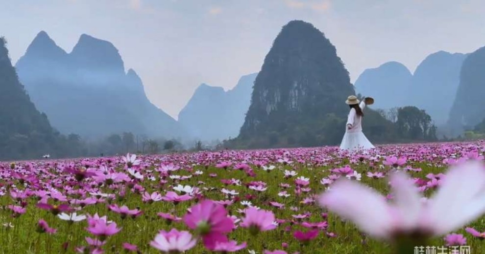 不出半月，桂林山水間將驚現(xiàn)&ldquo;巨浪&rdquo;花海