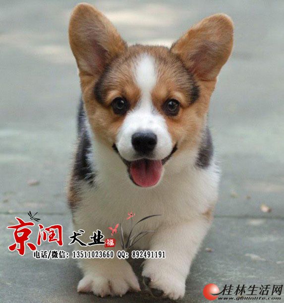 �����»��Ӷ���Ǯһֻ