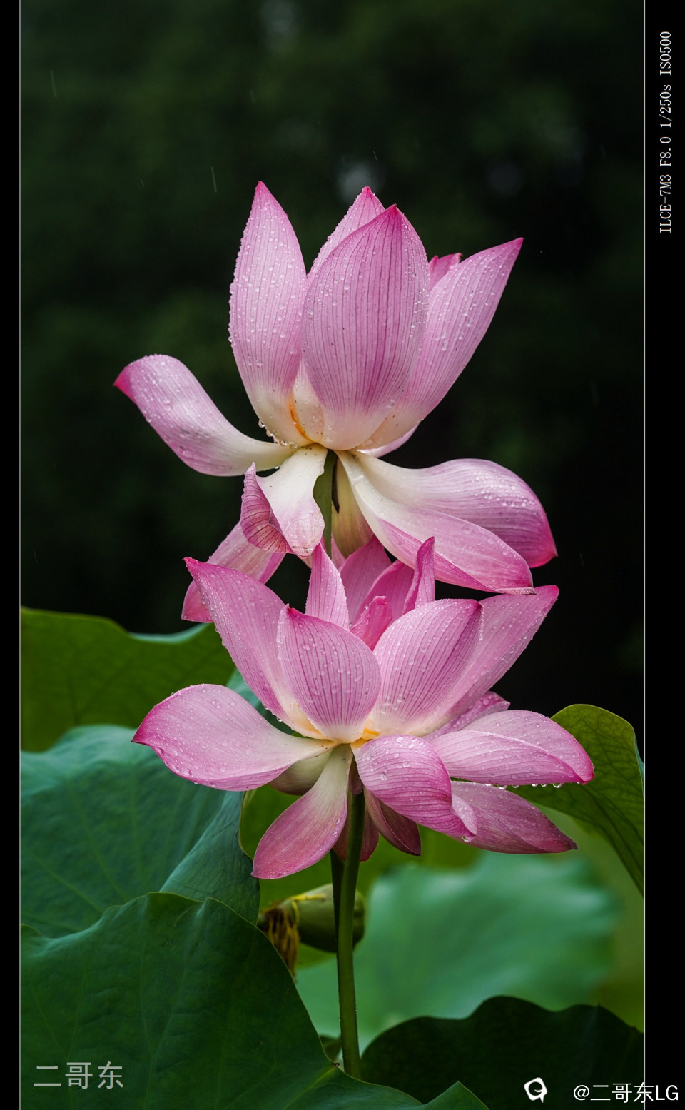 雨中荷 (19).jpg