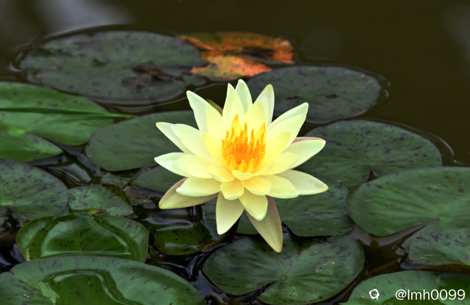 DSC_6619_副本.jpg