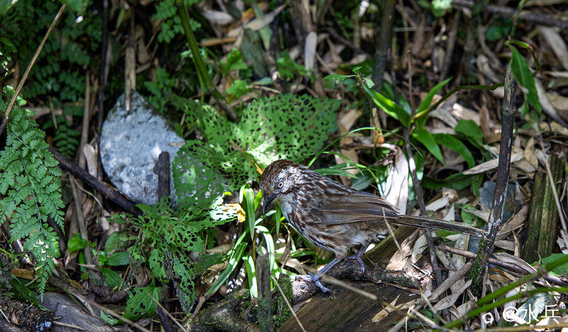 矛纹草鹛IMG_8479 拷贝.jpg