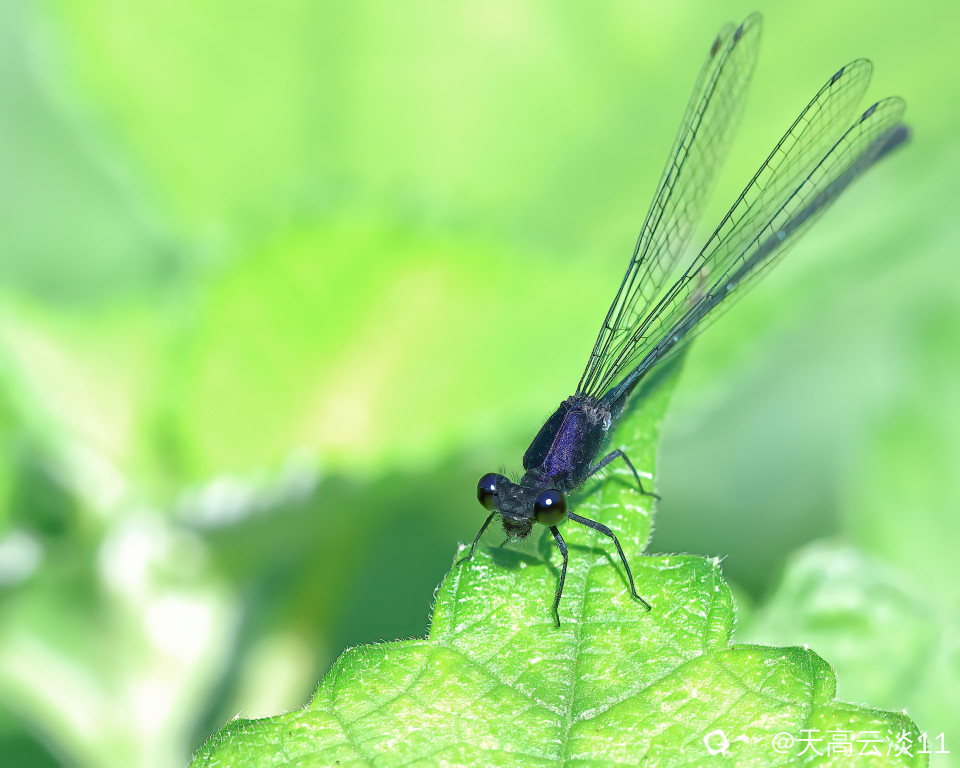 5D2A0237-DeNoiseAI-clear.jpg