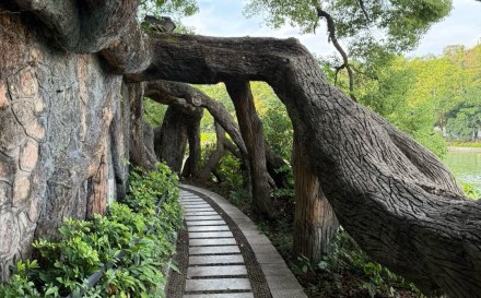 桂湖饭店边的人造树根蛮有意思