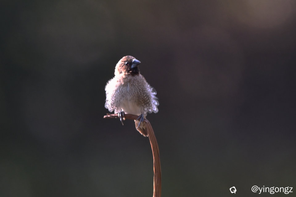 DSC_2488_副本.jpg