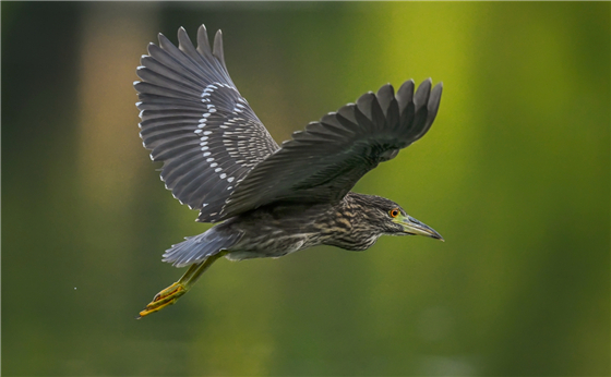 ★★★★★鳥(niǎo)仔