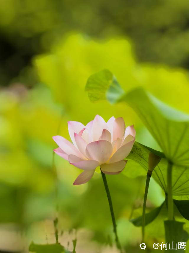 118d59d5-0b90-a2bf-f89b-418edbcc8f9f.jpg