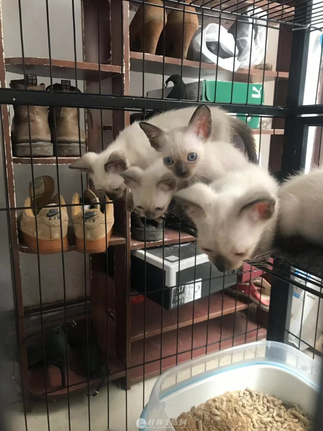 �����ɿ����ص�����è