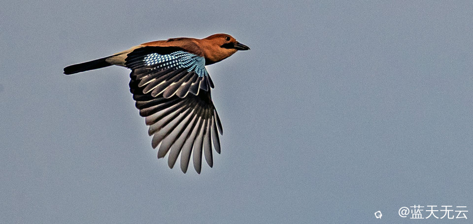 _40I6872 拷贝p.jpg