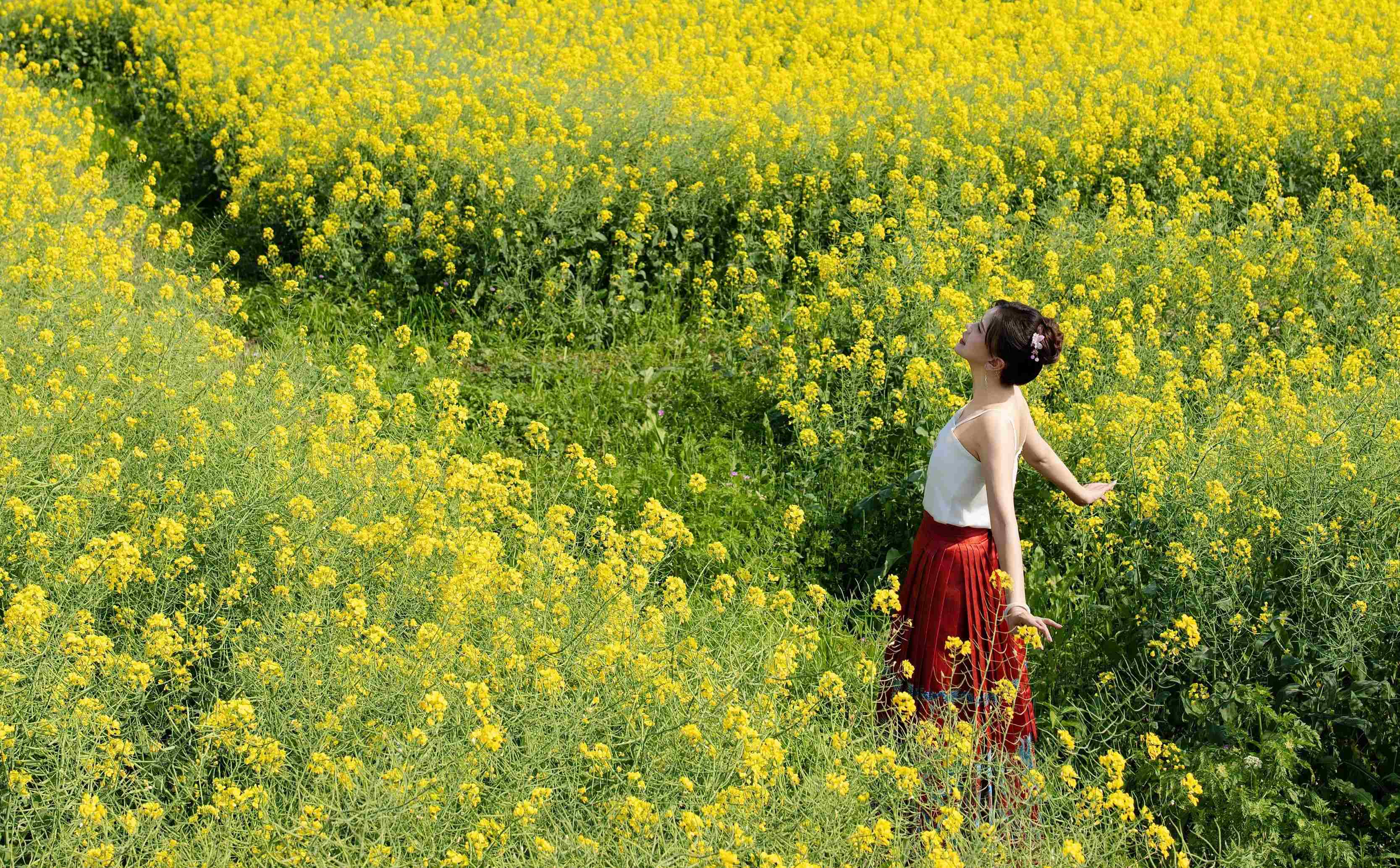 油菜花/有财发～