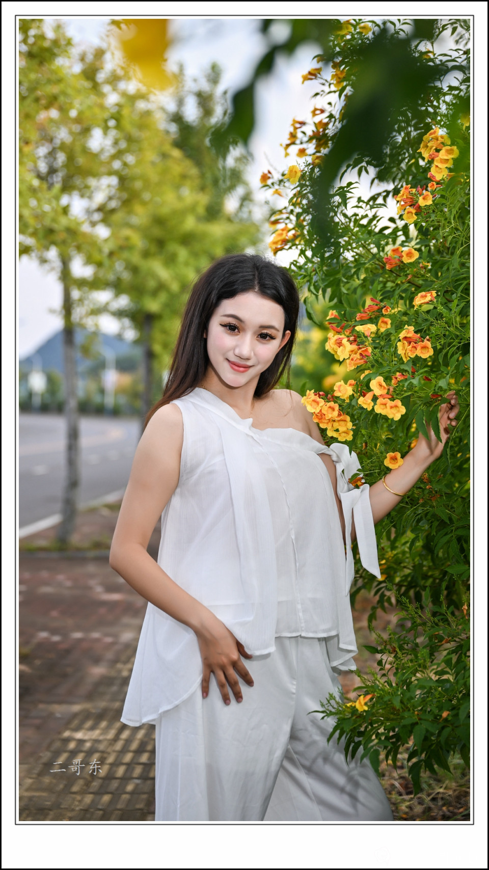 黄槐决明 (16).jpg