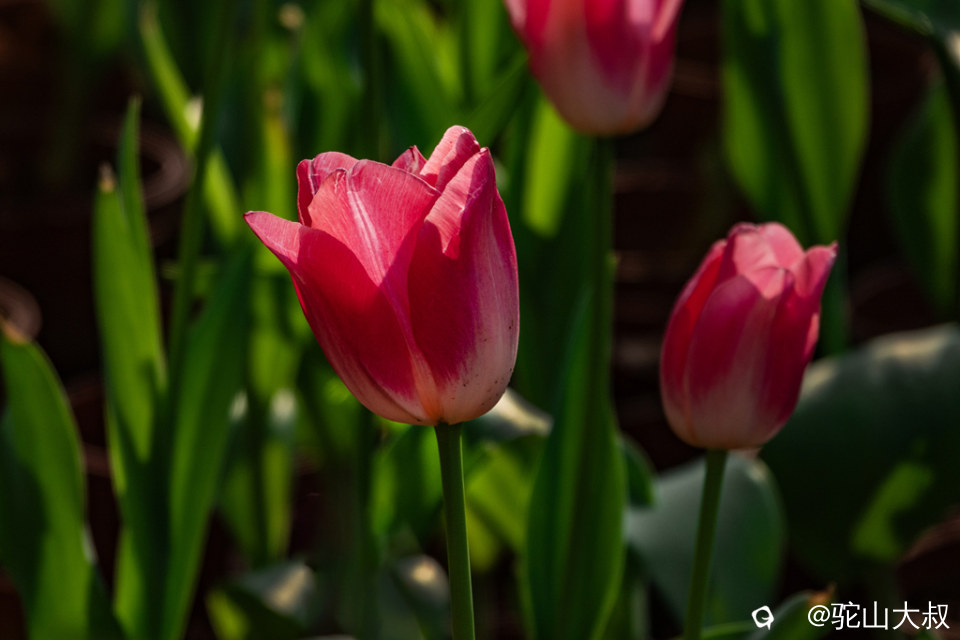 DSC05138-0 - 副本.jpg