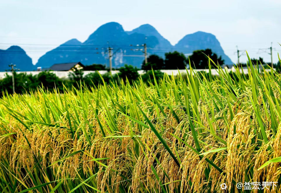 九月 田园之秋 月落参向晨，日出色留君。 新墅生紫烟，峭峰飞白云。 今岁田大稔，稻高过游人。 作苦怜农夫  ...