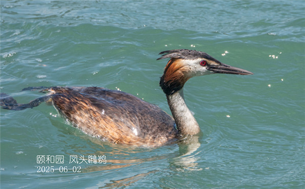 鳳頭鸊鵜