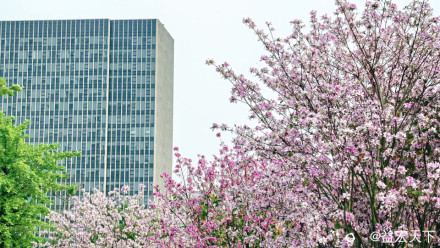 满城芳华映紫荆